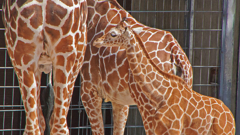 Giraffe Hanck im Zoo Wilhelma: Wir übernehmen Tierpatenschaft